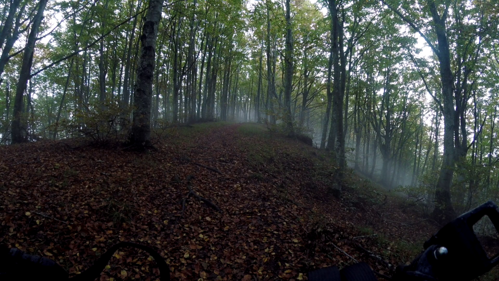 fog, forest